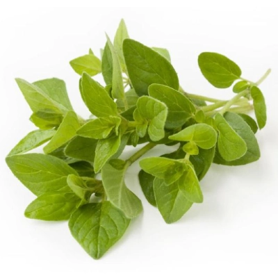 origano-sastojak.webp